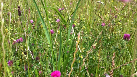 Lightmoor Wildflower Meadow