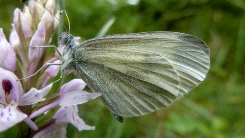 Wood White Butterfly - Mike Williams