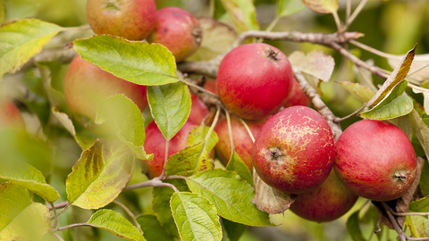 Apples - Ross Hoddinott/2020Vsion