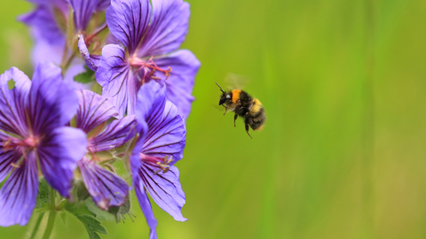 Bee