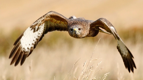 Buzzard - Jon Hawkins Surrey Hills Photography