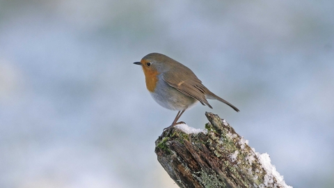 Robin