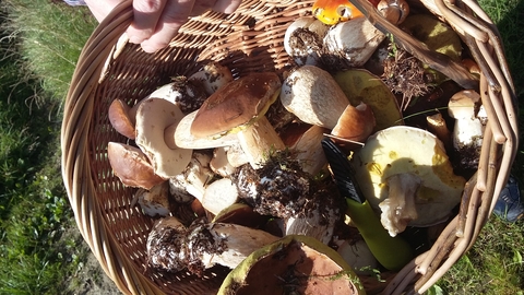 Basket of fungi