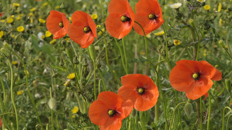 Poppy meadow