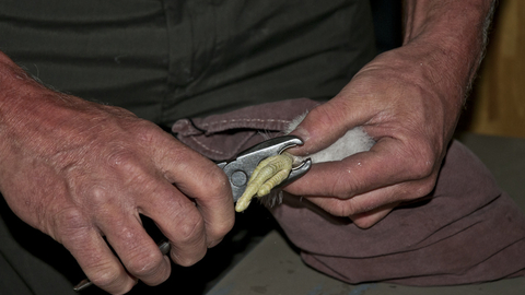 Ringing a peregrine SWT