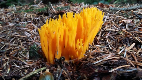 fungi