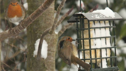 Robins feeding