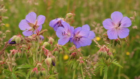 Geranium