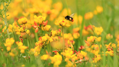 Bee - John Hawkins Surrey Hills Photography