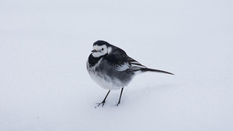 Birdwatch