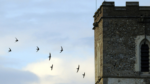 Swifts around Church tower