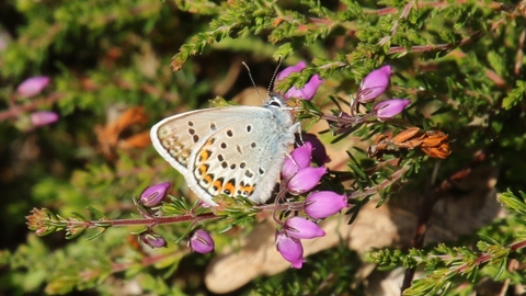 Silver studded blue on bell heather
