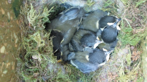Blue Tit chicks
