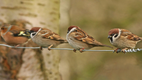 Sparrow