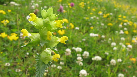 Meadow with yellow rattle