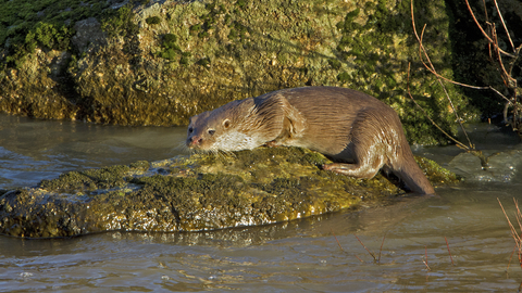 Otter