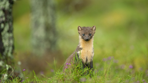 Pine Marten