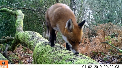Fox on a tree from camera trap film
