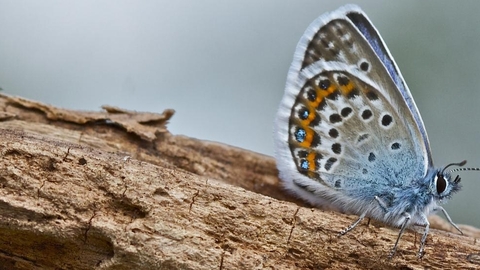 silver studded blue