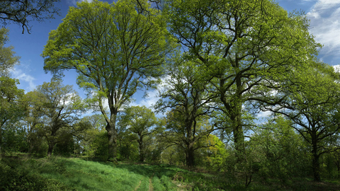 photograph a track disappearing into the Oakwood