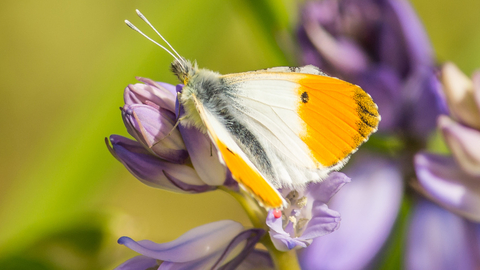Orange tip butterfly