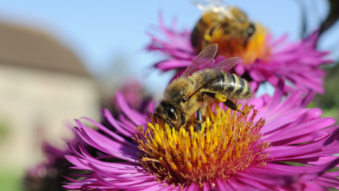 Bee garden flower