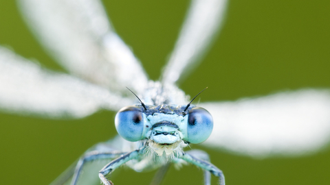 Common blue damselfly