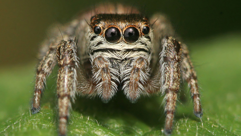 Evarcha arcuata