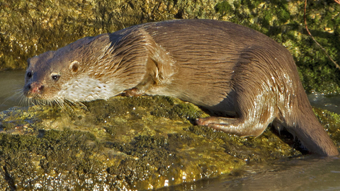 Otter photograph to accompany talk