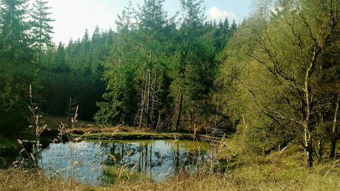Photograph of pond habbitat in Mortimer Forest