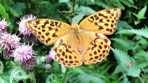 Photograph of silver washed fritillary to accompany Butterfly Talk