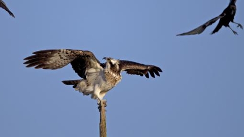 Osprey
