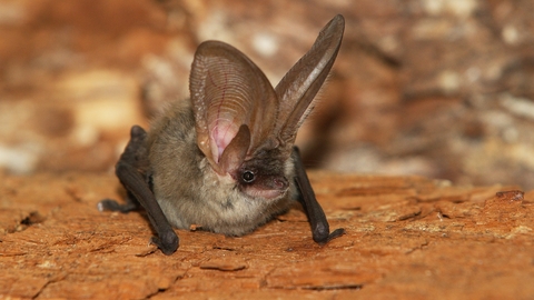 Grey-long eared bat 