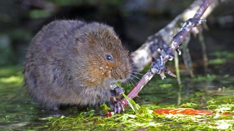 Water vole