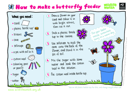 wildlife watch make a butterfly feeder instruction sheet