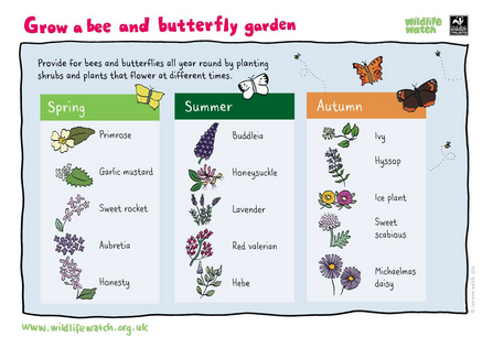 bee and butterfly