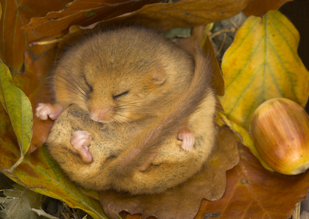 Wildlife adoption in Shropshire