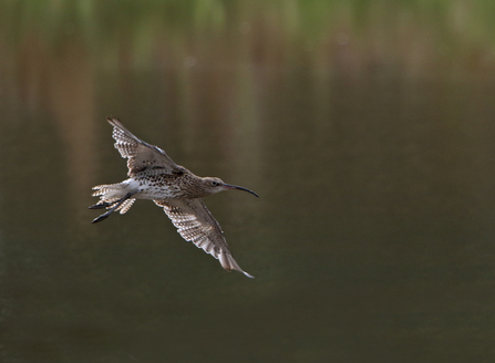 Shropshire Curlew Appeal