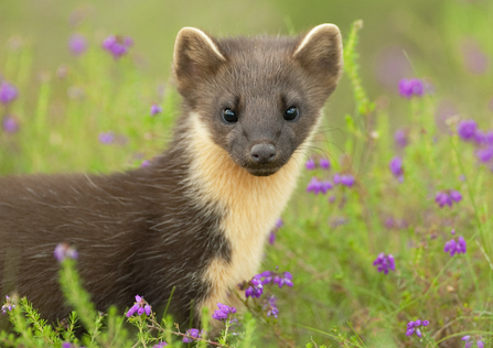 Pine Marten
