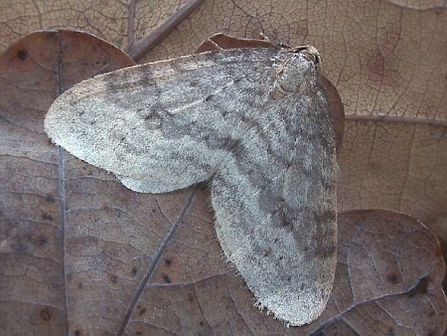 Northern winter moth