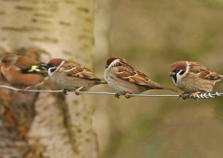 Sparrow