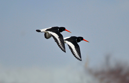 Oystercatchers in flight