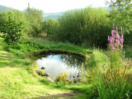 Pond
