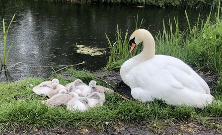 Swan & cygnets