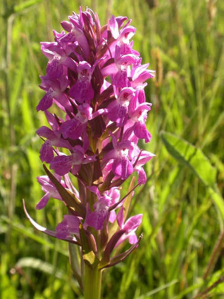 Southern marsh orchid