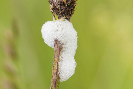Cuckoo spit - froghopper