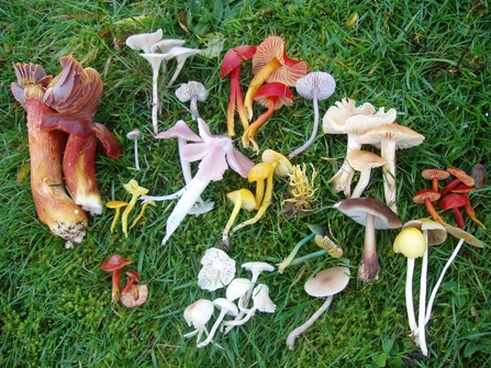 Fungi Foray