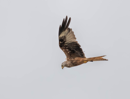 Red kite in flight