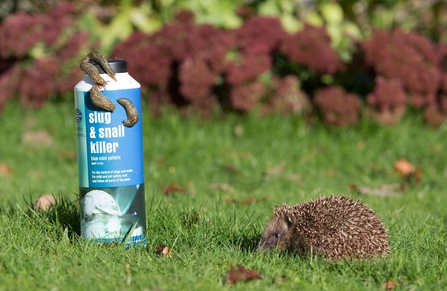 Hedgehog with slug pellets