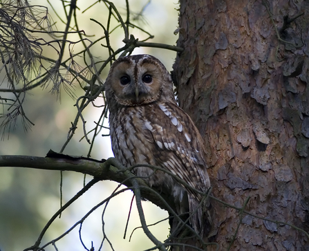 Tawny Owl